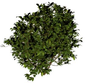 小清新植物