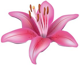 百合花