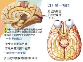 大脑解剖图