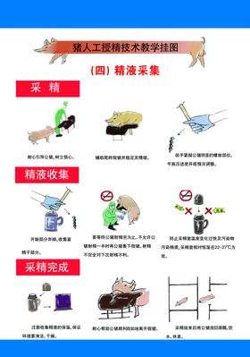 猪受精技术挂图