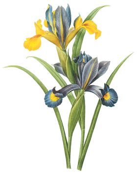 植物花卉油画装饰画
