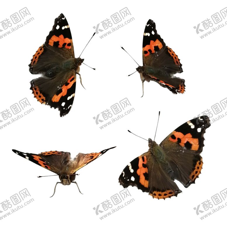 编号：90589904270506074578【酷图网】源文件下载-蝴蝶抠图