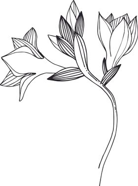 白描植物