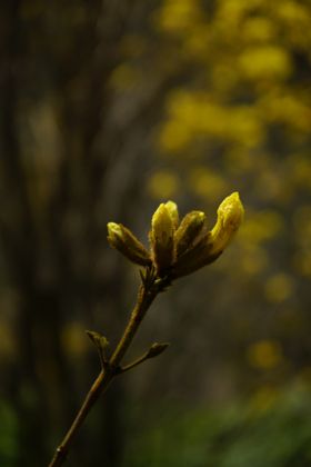 黄花风铃木