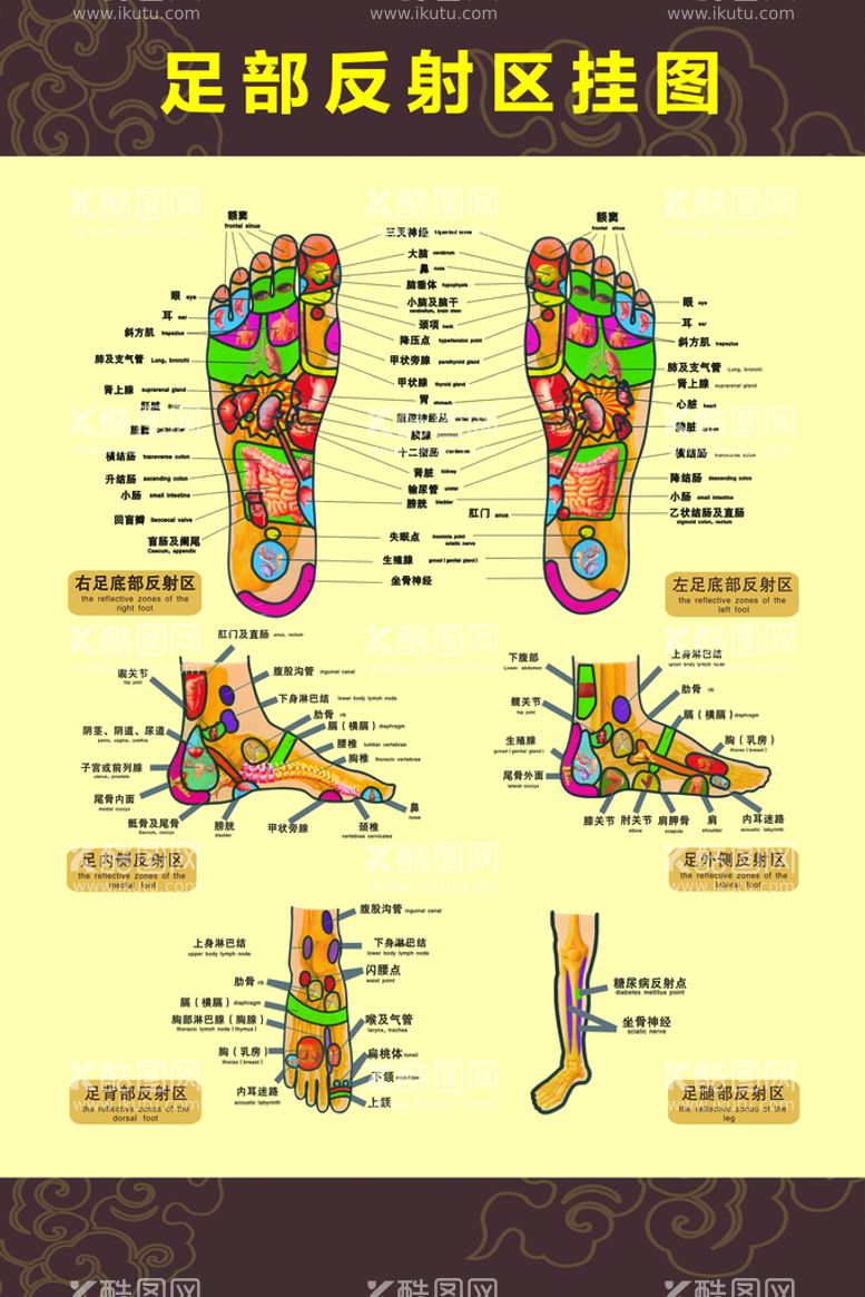 编号：13796010040645193965【酷图网】源文件下载-足部反射区挂图