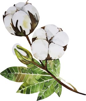 棉花素材