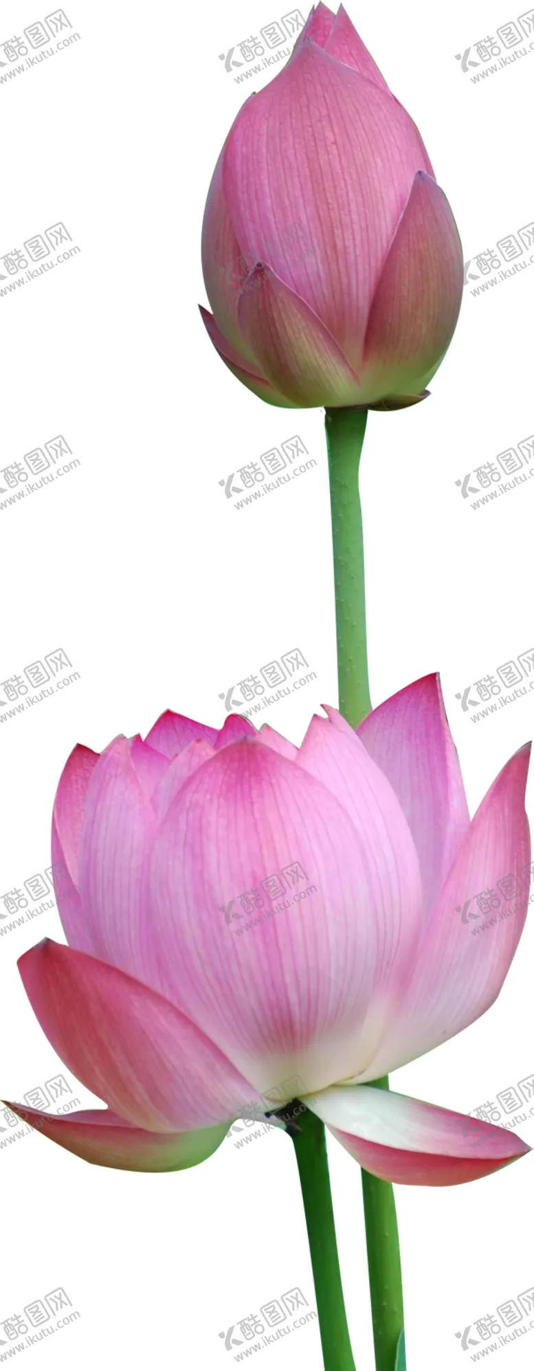编号：38764805030406101793【酷图网】源文件下载-荷花元素