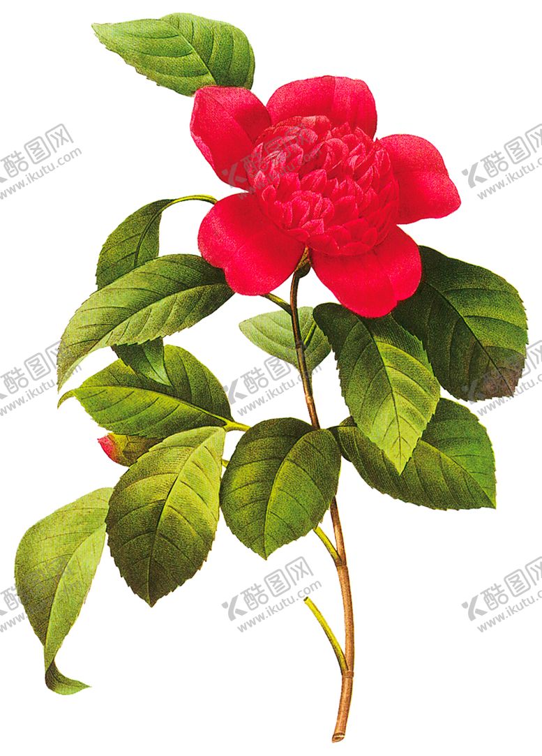 编号：52457403151600347045【酷图网】源文件下载-茶花