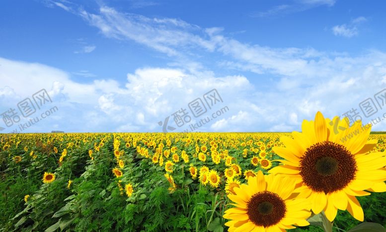 编号：79768309290649445226【酷图网】源文件下载-蓝天白云草地