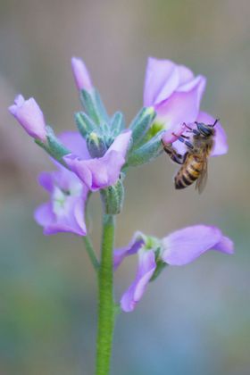 蜜蜂生物世界昆虫虫类摄影
