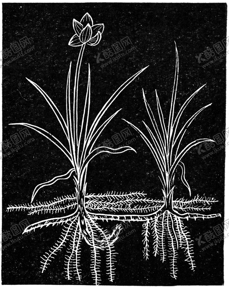 编号：64522709121337332780【酷图网】源文件下载-黑白手绘植物