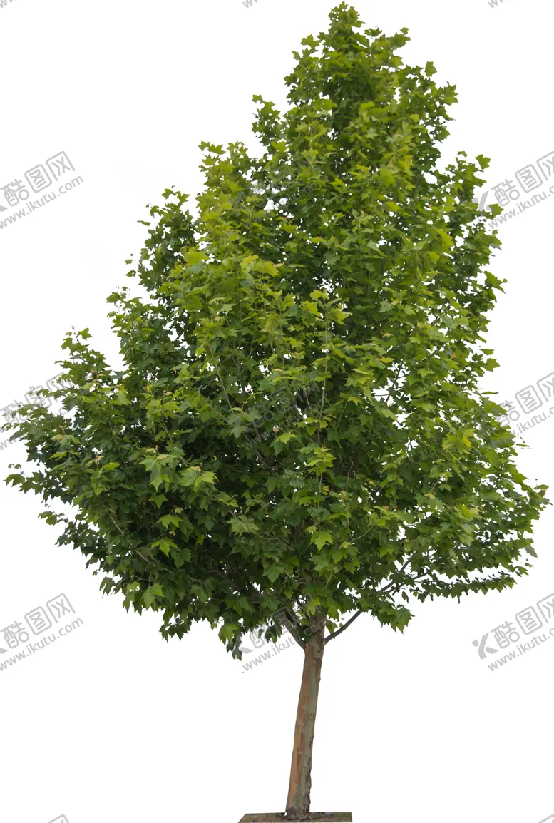编号：79203301301046115843【酷图网】源文件下载-植物元素树木大树