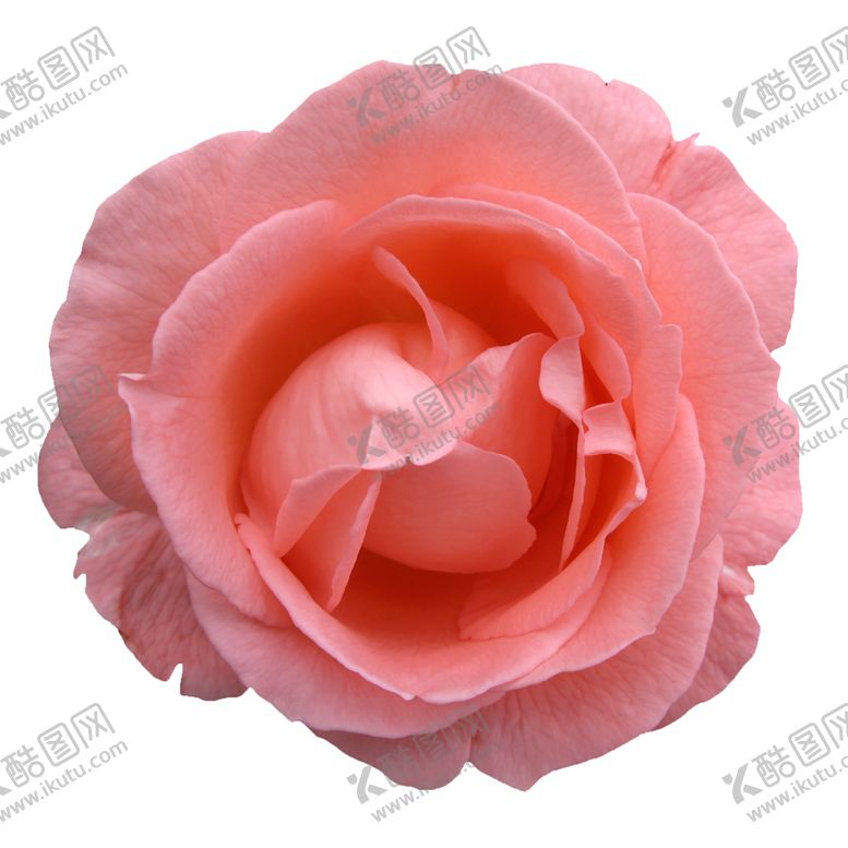 编号：30902409280230395362【酷图网】源文件下载-鲜花素材