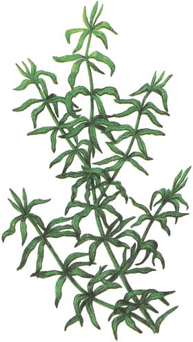 免扣水生植物素材图片