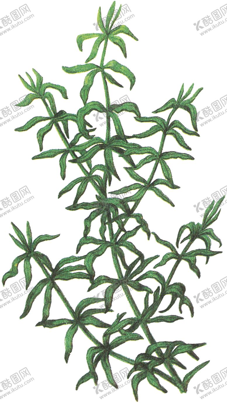 编号：89763505011021223803【酷图网】源文件下载-免扣水生植物素材图片