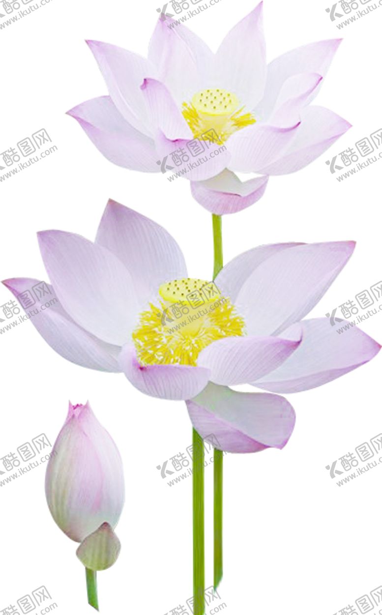 编号：40107905070636585698【酷图网】源文件下载-荷花元素
