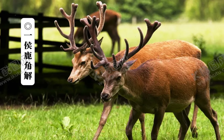 编号：81453907051121534576【酷图网】源文件下载-夏至三候