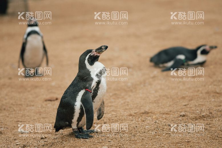 编号：44233112191601208358【酷图网】源文件下载-企鹅