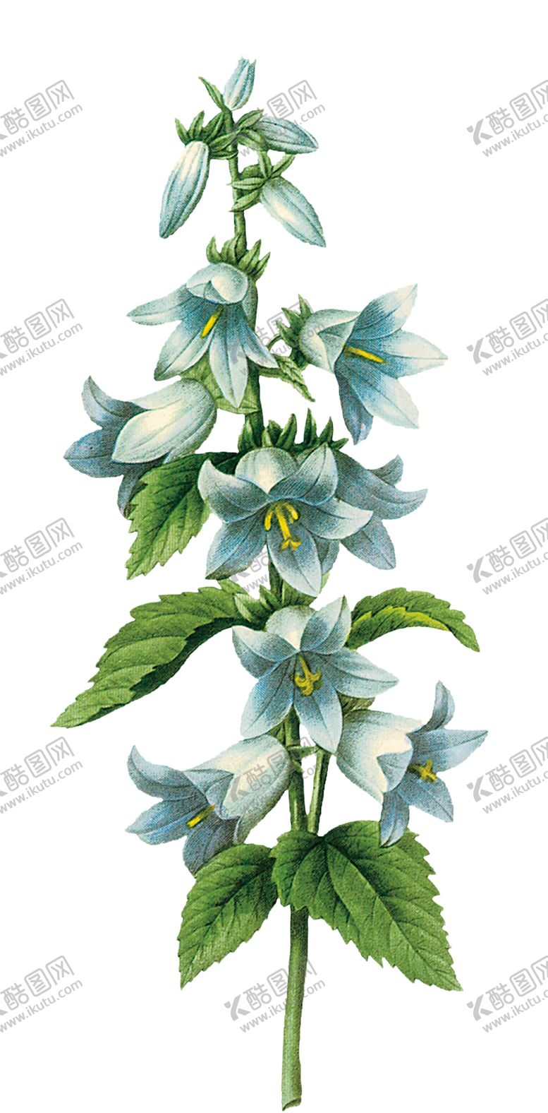 编号：81196109291549594339【酷图网】源文件下载-植物花朵