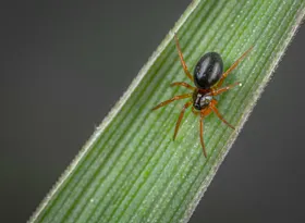 蜘蛛生物世界昆虫网