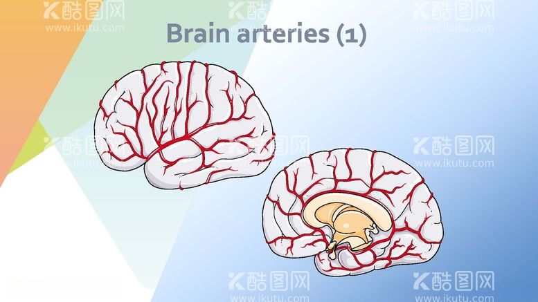 编号：57634812200415089848【酷图网】源文件下载-大脑神经