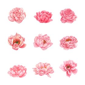 牡丹花素材金色油画工笔画