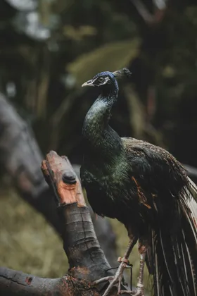 孔雀鸟类羽毛生物世界