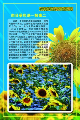 向日葵传说故事