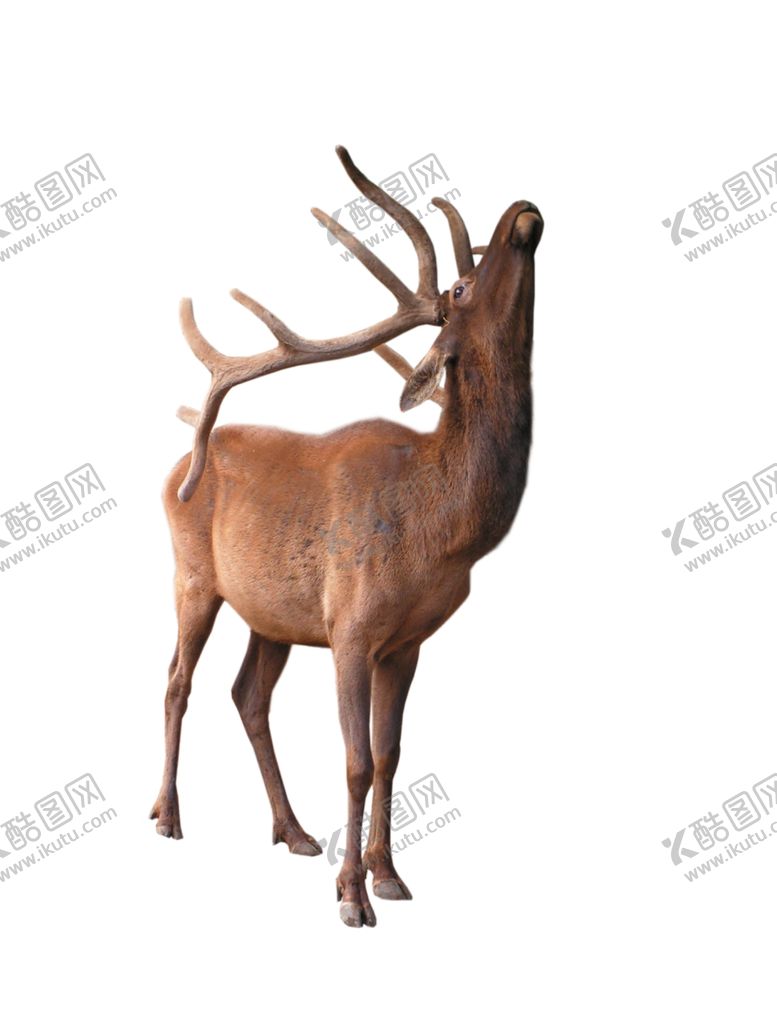 编号：57344910130608017759【酷图网】源文件下载-麋鹿