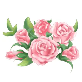 玫瑰花朵插画牡丹月季