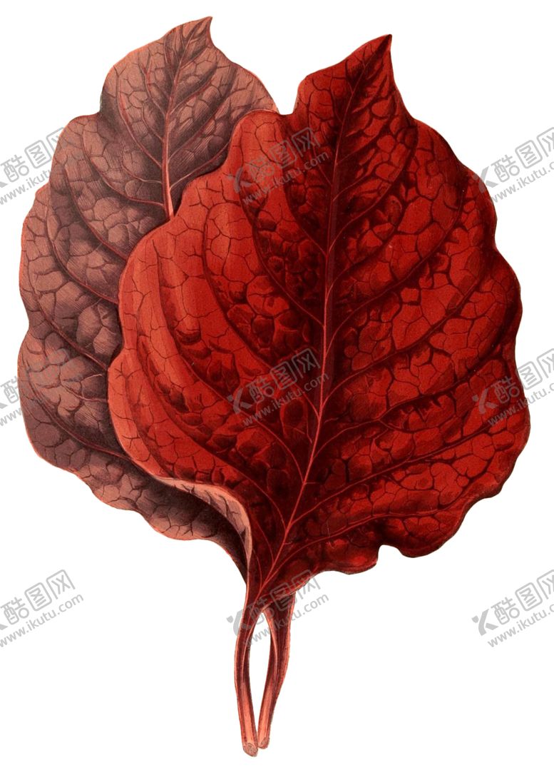 编号：42619807121423293082【酷图网】源文件下载-复古花朵植物图案