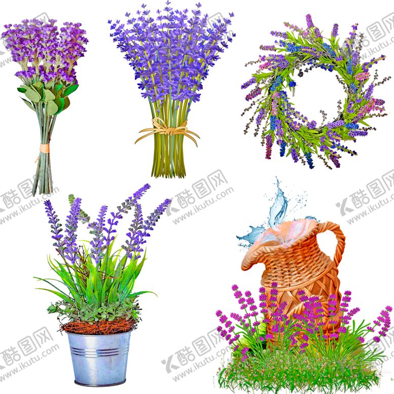 编号：49110509302035534208【酷图网】源文件下载-薰衣草