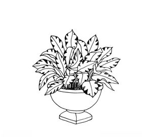 植物线稿