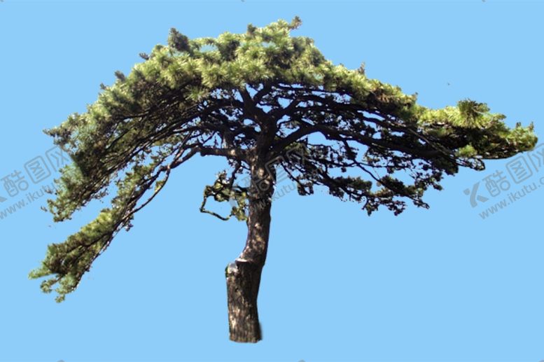 编号：46225310061720415079【酷图网】源文件下载-景观树