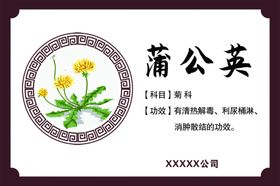 蒲公英功效蒲公英药效