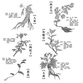 线描中草药素材