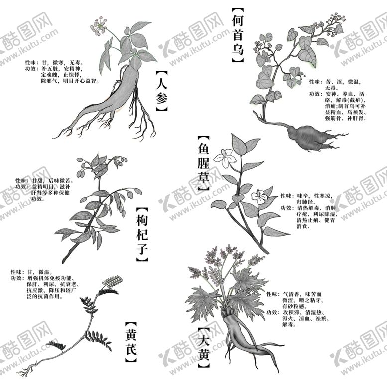 编号：65350607031631479742【酷图网】源文件下载-线描中草药素材