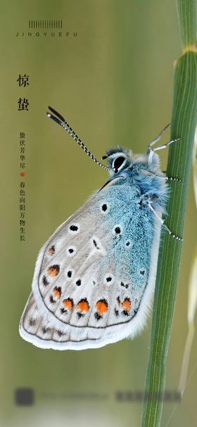 惊蛰海报二十四节气春暖花开春天