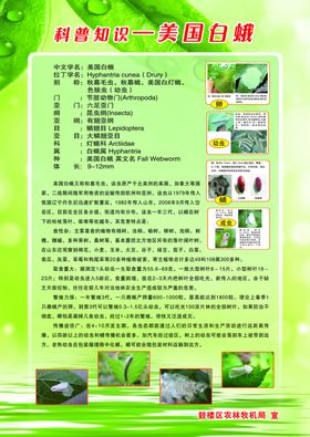 防治美国白蛾知识展板分层
