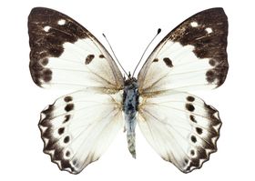 昆虫蝴蝶花纹图案