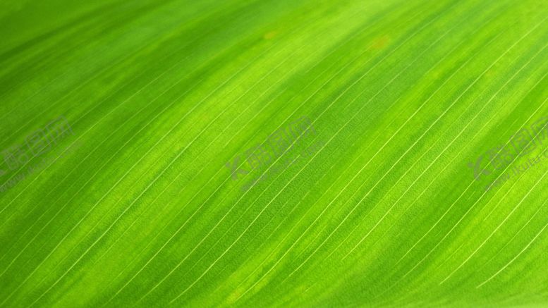 编号：40513510111345542860【酷图网】源文件下载-质感绿色背景