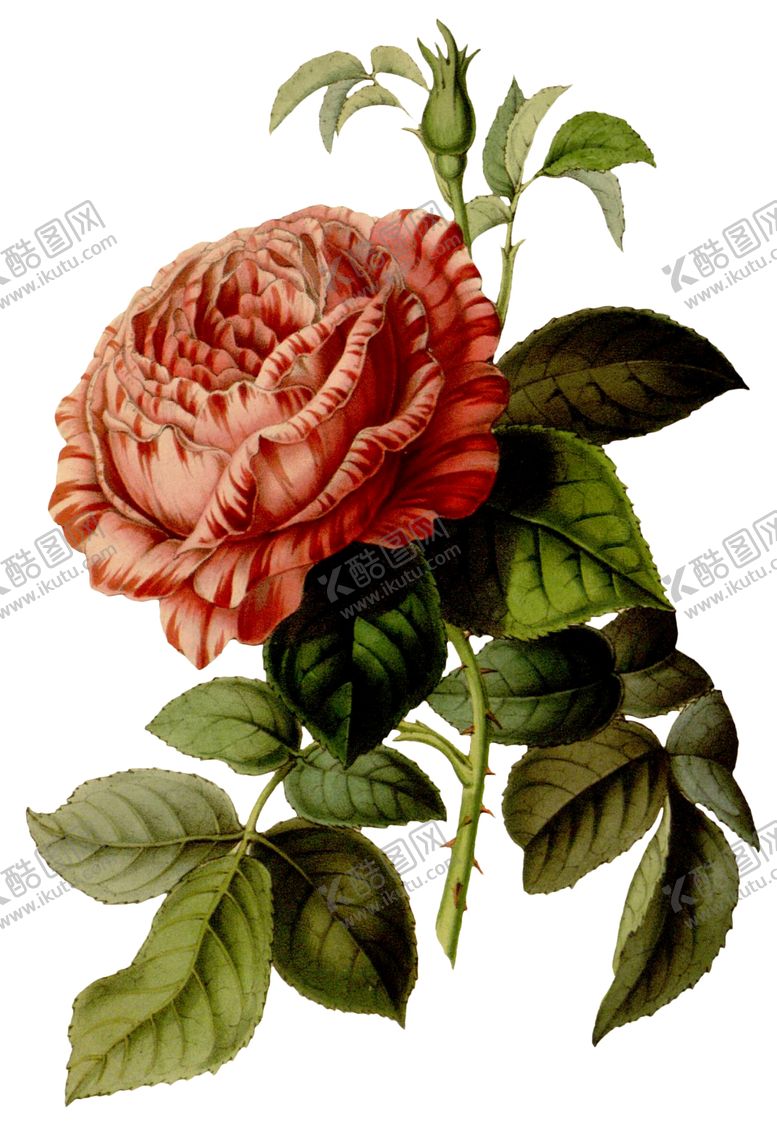 编号：97911510261453214833【酷图网】源文件下载-复古花朵植物图案