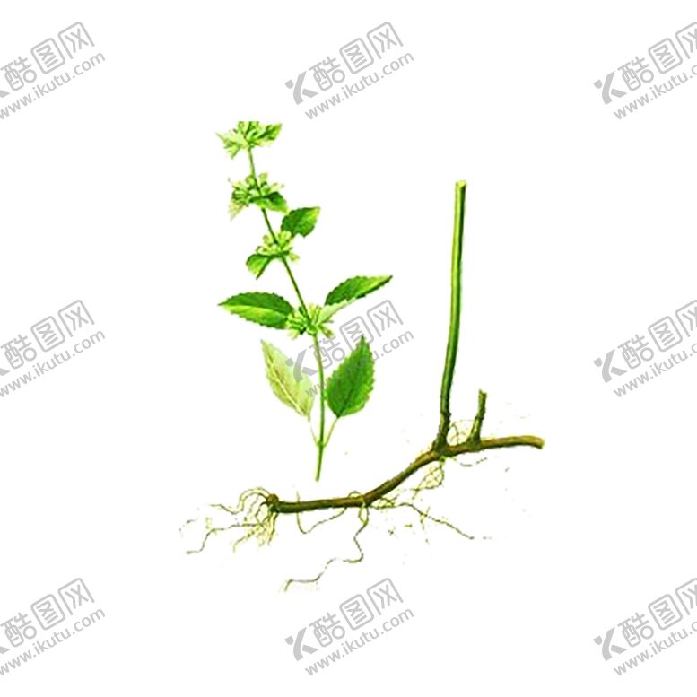 编号：24236307080658015465【酷图网】源文件下载-绿色植物