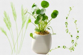 草花草杂草绿草