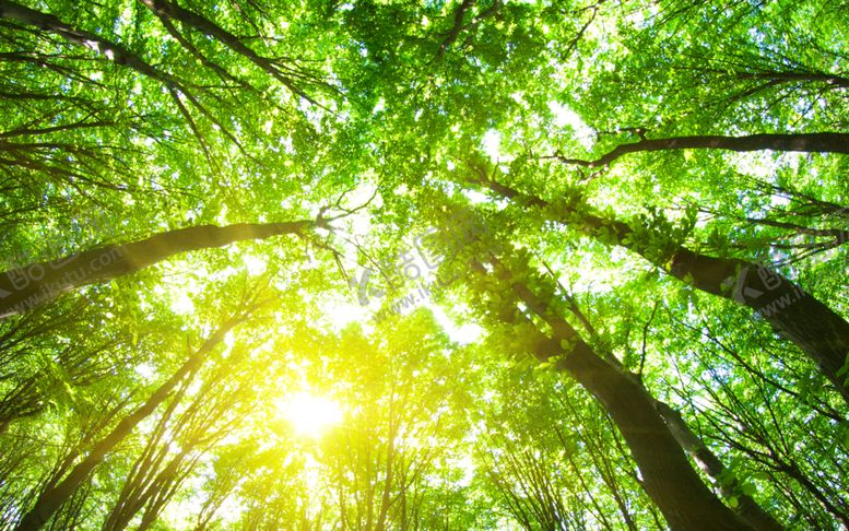 编号：78684309222113171656【酷图网】源文件下载-绿色树林