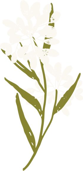手绘植物