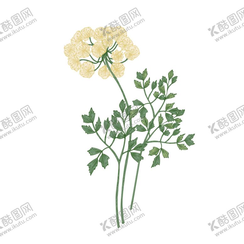 编号：83647510032220331680【酷图网】源文件下载-手绘花卉