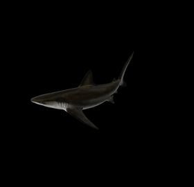 海洋生物