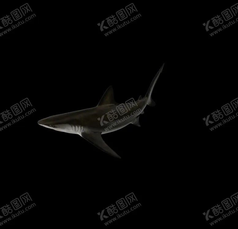 编号：37584006281230167588【酷图网】源文件下载-海洋生物