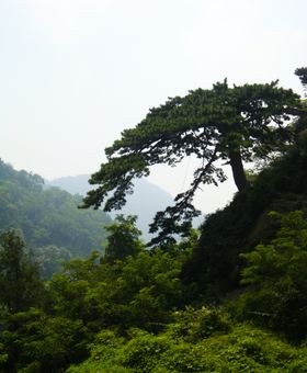 泰山